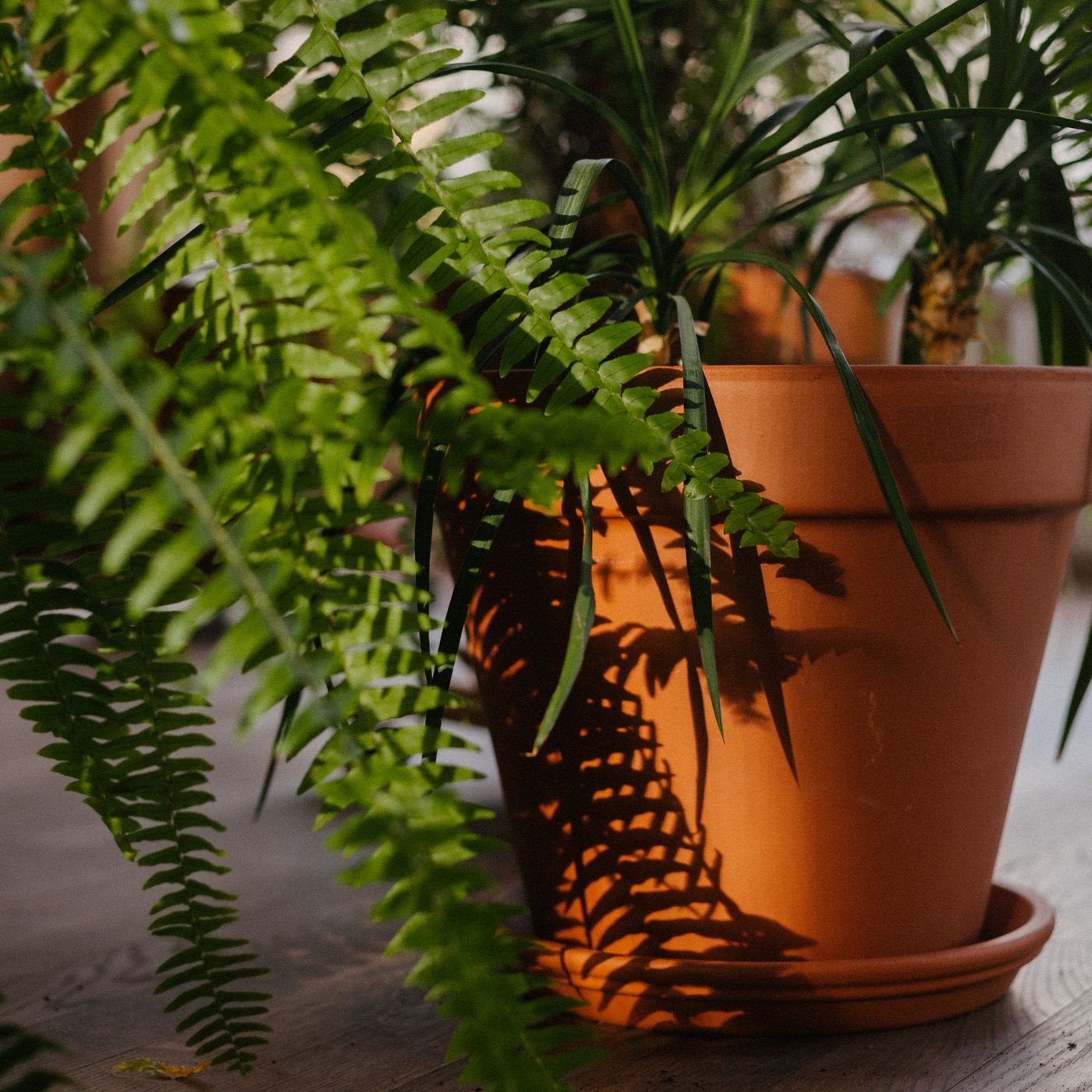 Plant Riser with Oak Feet — detail