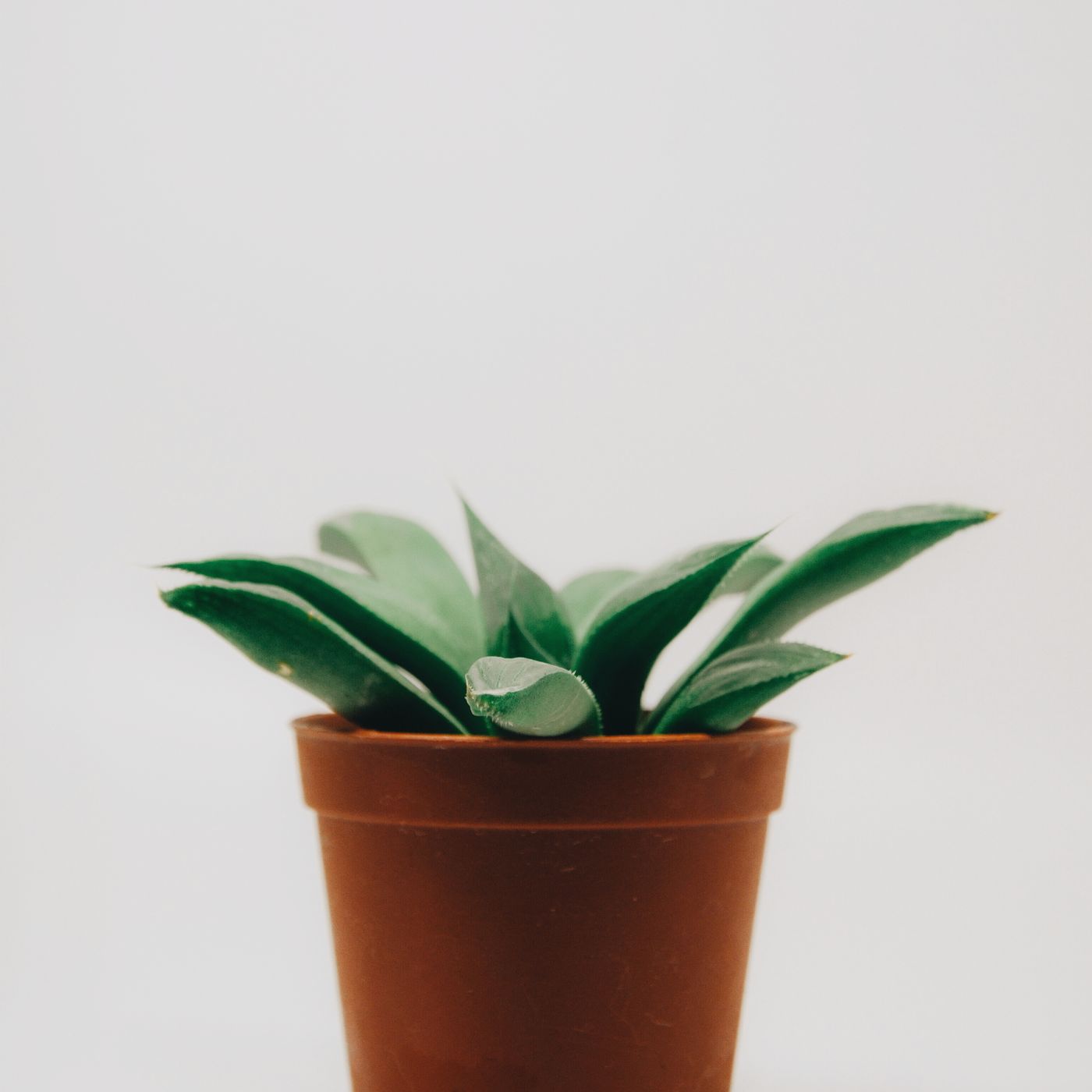 Vented Orchid Pot — detail