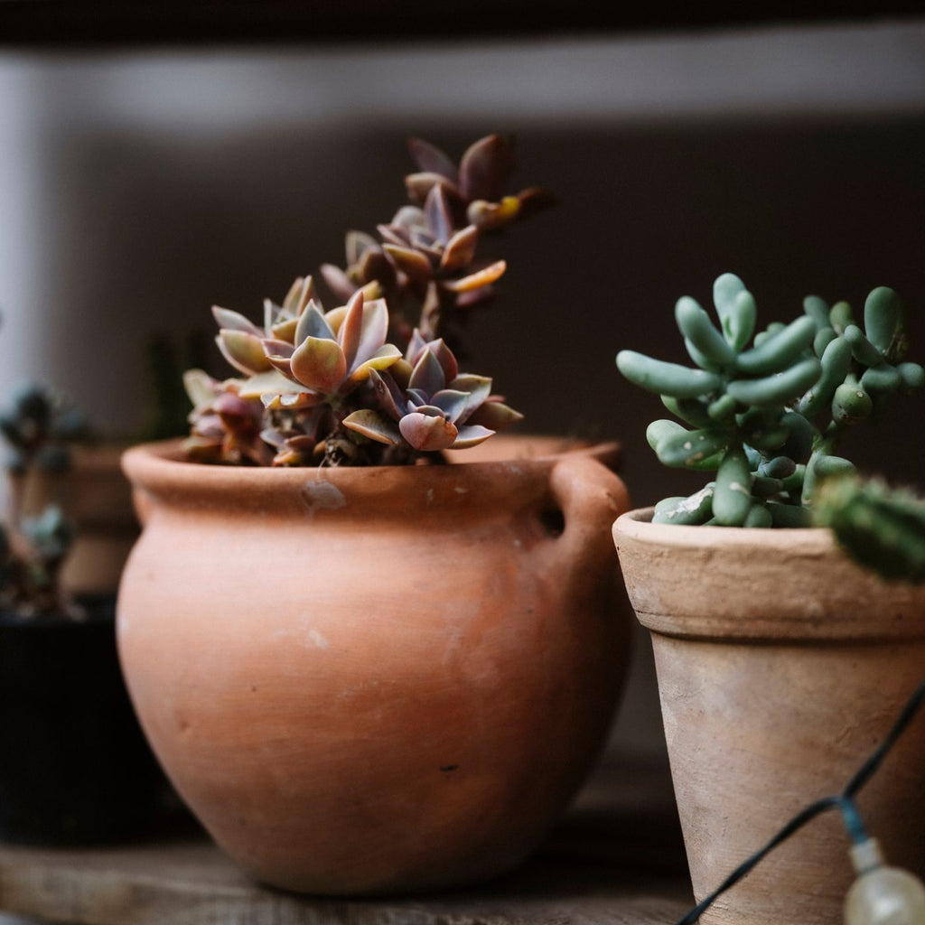 Plant Riser with Oak Feet