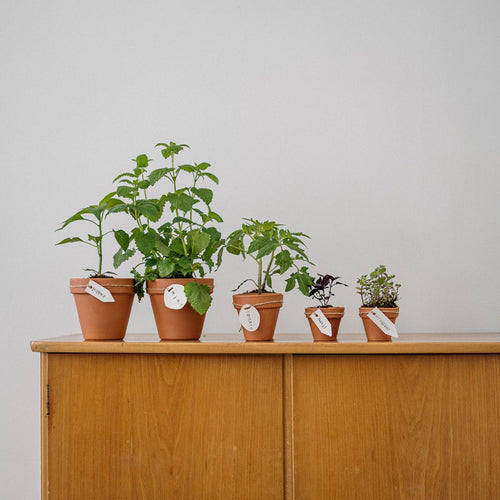 Chain-Hung Planter — detail