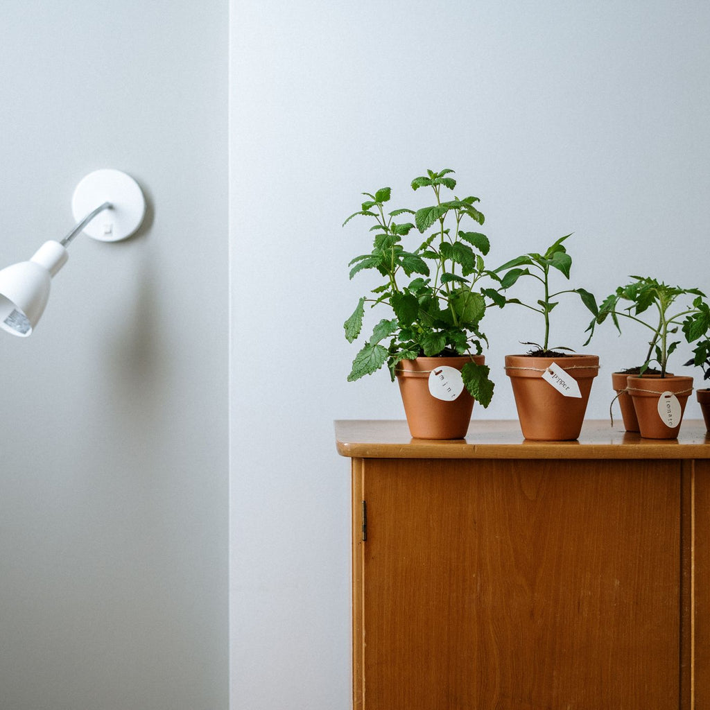 Vented Orchid Pot