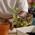 Chain-Hung Planter
